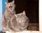 Two beautiful blue tabby cats on a Dutch door