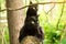 Two beautiful bombay black cats sits on a log in forest. Outdoor, nature