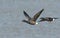 Two beautiful Brent Geese Branta bernicla flying over the sea at high tide in Kent, UK.