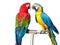 Two beautiful bright colored macaws parrots