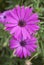 Two beautiful bright purple daisy flowers on green