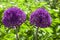 Two beautiful bright purple wild onion Allium flowers and ornamental plants and herbs