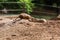 Two Beautiful brown gophers are kissing. hamster in the zoo. animal background, wallpaper