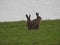 Two beautiful brown hares in a meadow