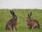 Two beautiful brown hares in a meadow