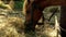 Two beautiful brown horses are eating hay.