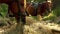 Two beautiful brown horses are eating hay.