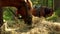 Two beautiful brown horses are eating hay