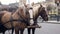 Two beautiful brown horses harnessed in one harness stand in the center of a big city.