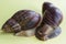 Two beautiful brown and white Achatina with a spiral shell are crawling on a light background on a sunny day. Macro-healing slime