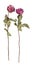 Two beautiful burgundy roses flowers with long stem and green leaves on white background isolated closeup