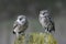 Two beautiful Burrowing owl Athene cunicularia are standing on a rock. Noord Brabant in the Netherlands.