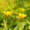 Two beautiful calendula arvensis