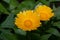 Two beautiful calendula flowers are growing on a green meadow.