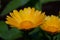 Two beautiful calendula flowers are growing on a green meadow