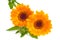 Two beautiful calendula flowers with leaves and buds isolated on