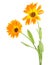 Two beautiful calendula flowers with leaves isolated on white background. Marigold flowers
