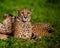 Two Beautiful Cheetahs Resting and Sunbathing