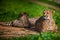 Two Beautiful Cheetahs Resting and Sunbathing