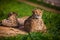 Two Beautiful Cheetahs Resting and Sunbathing