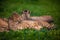 Two Beautiful Cheetahs Resting and Sunbathing