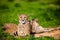 Two Beautiful Cheetahs Resting and Sunbathing on Green Grass