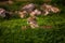 Two Beautiful Cheetahs Resting and Sunbathing on Green Grass