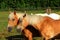 Two beautiful chestnut hafling horses portrait on green pasture