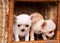 Two beautiful Chihuahua puppys play to cart