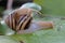 Two beautiful colored tree snails are looking for food.