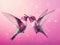 Two beautiful colorful hummingbirds in love fly together and kiss each other on a pink background