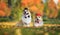 Two beautiful corgi dog brothers in gentleman hats and ties sit in an autumn sunny park