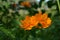 Two beautiful cosmos flowers with orange petals