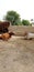 Two beautiful cows sitting in rural home,pure village background with mud wall