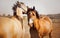 Two beautiful cute ponies graze together in a field. Equestrian life. Agriculture and livestock. Horse care