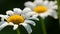 Two beautiful daisy flower in the sunshine in a summer garden