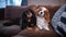 Two beautiful dogs of breed Cavalier King Charles Spaniel lie on the couch