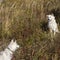 Two beautiful dogs Japanese Akita Inu and Husky for a walk in autumn.