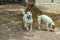 Two beautiful dogs, playing on warm lava pebbles under the big juniper tree and look at the camera. Shot with a telephoto lens.