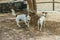 Two beautiful dogs, playing on warm lava pebbles under the big juniper tree and look at the camera. Shot with a telephoto lens.