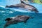 Two beautiful dolphins in the dolphinarium