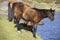 Two beautiful domestic horses drinking water from the Laguna Muc