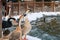 Two beautiful domestic swan goose also know as Anser Cygnoides squawking at Kugulu Park, one of the most iconic places in Ankara.