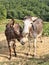 Two beautiful donkey friends, close together