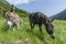 Two beautiful donkeys grazing in mountain meadow close up portrait