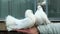 Two beautiful dove sitting on a man\'s hand