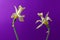 Two beautiful dried flowers opposite each other. Love in old age concept. Yellowed daffodils on purple background.