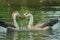 Two beautiful ducks on water