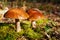 Two beautiful edible mushrooms on green moss background grow in pine forest close up, boletus edulis, brown cap boletus, penny bun