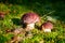 Two beautiful edible mushrooms on green moss background grow in pine forest close up, boletus edulis, brown cap boletus, porcini